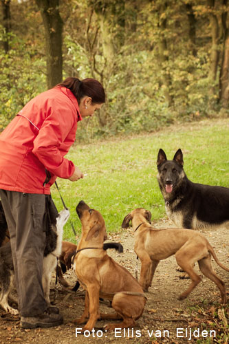 Walk of the Dogs - Silvie van Leeuwen